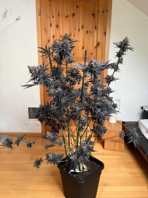 Black Lebanon. Week 10
