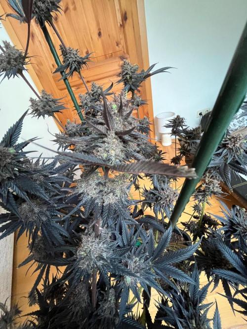 Black Lebanon. Week 10