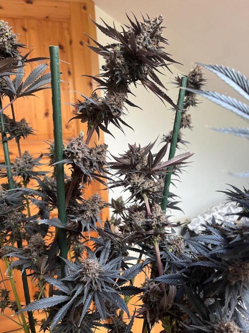 Black Lebanon. Week 10