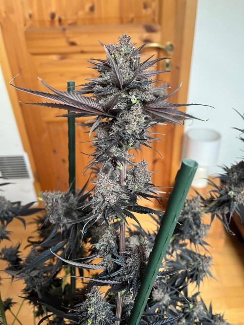 Black Lebanon. Week 10
