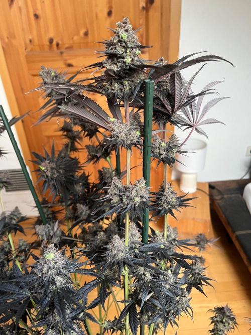 Black Lebanon. Week 10