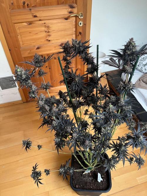Black Lebanon. Week 10