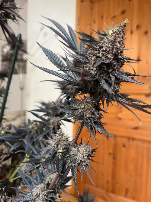Black Lebanon. Week 10