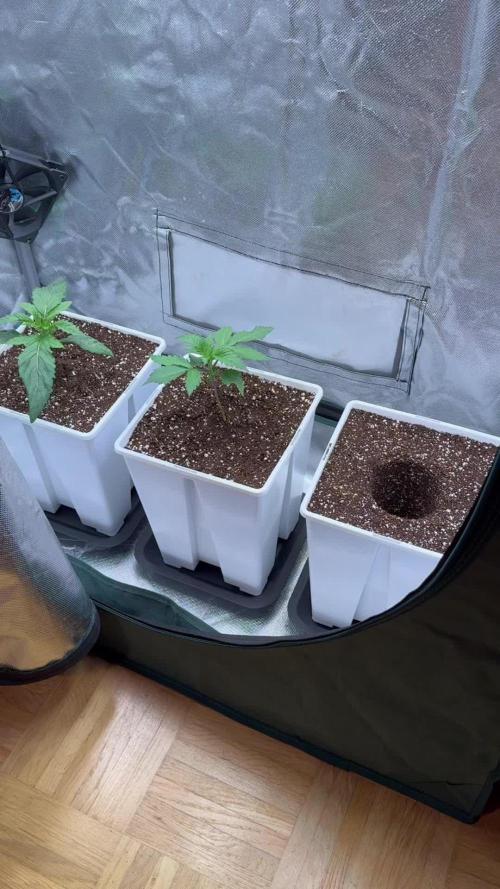 Dantes Inferno (tiki madman) Bluezy (exotic genetics) Tomb rider (shadow corp)