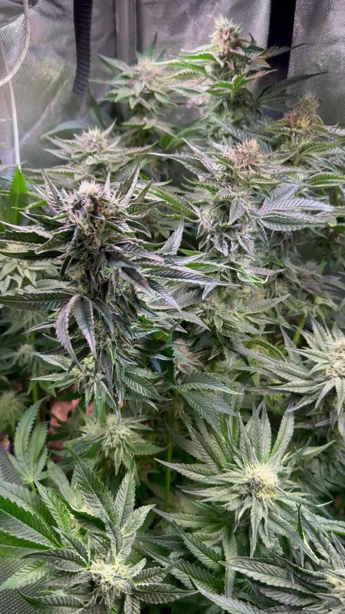 Dantes Inferno (tiki madman) Bluezy (exotic genetics) Tomb rider (shadow corp)