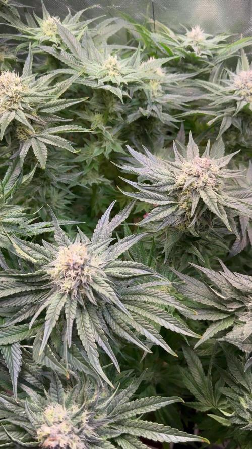 Dantes Inferno (tiki madman) Bluezy (exotic genetics) Tomb rider (shadow corp)