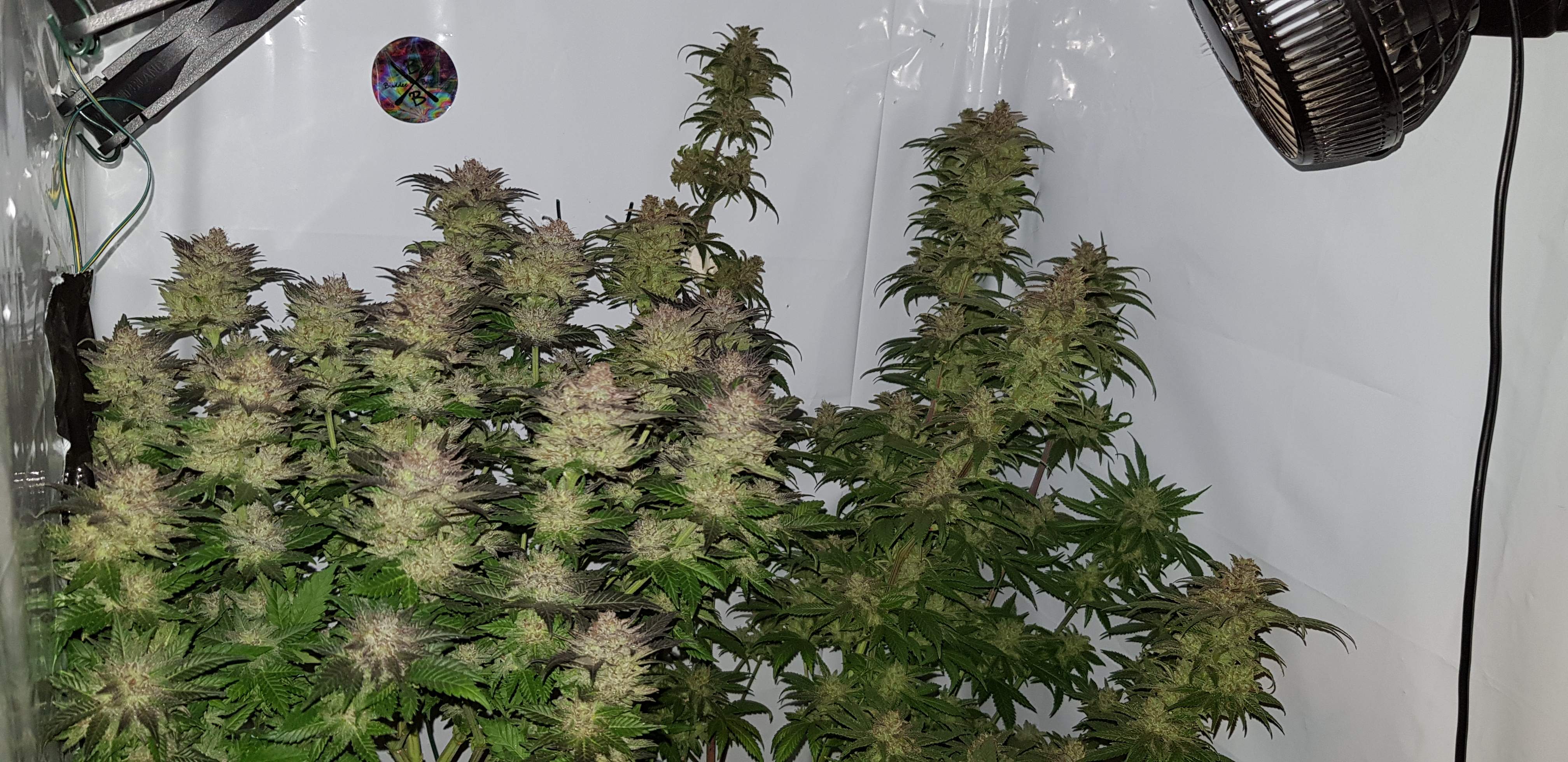 Sour grapefruit diesel grow diary (journal) week10 by ShireFlavaChaser