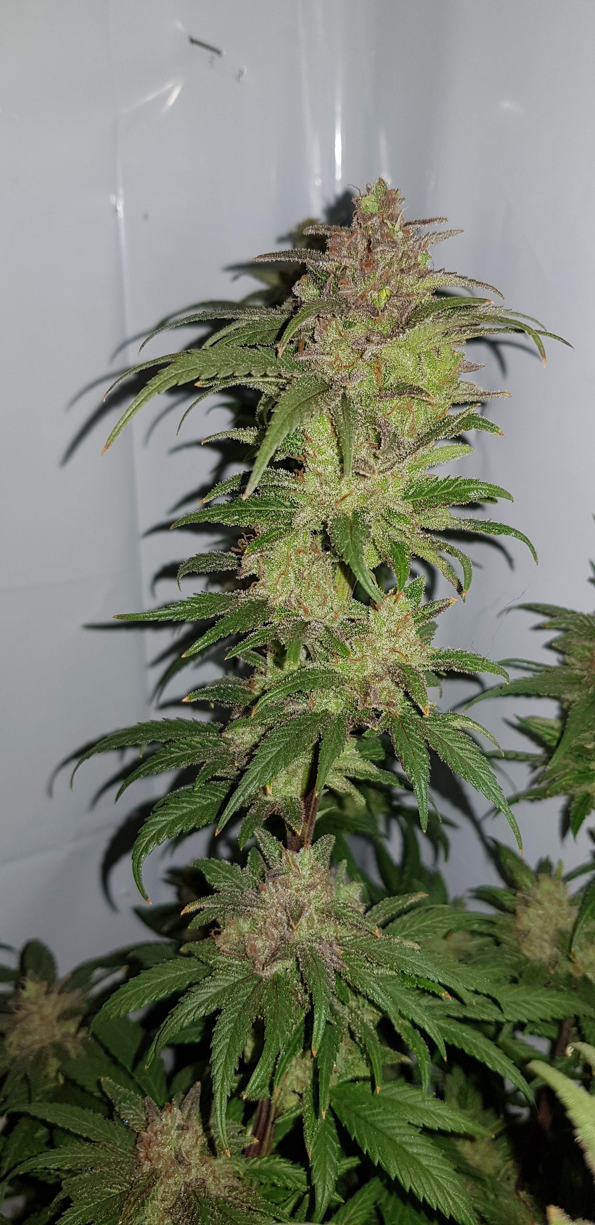 Sour grapefruit diesel grow diary (journal) week10 by ShireFlavaChaser