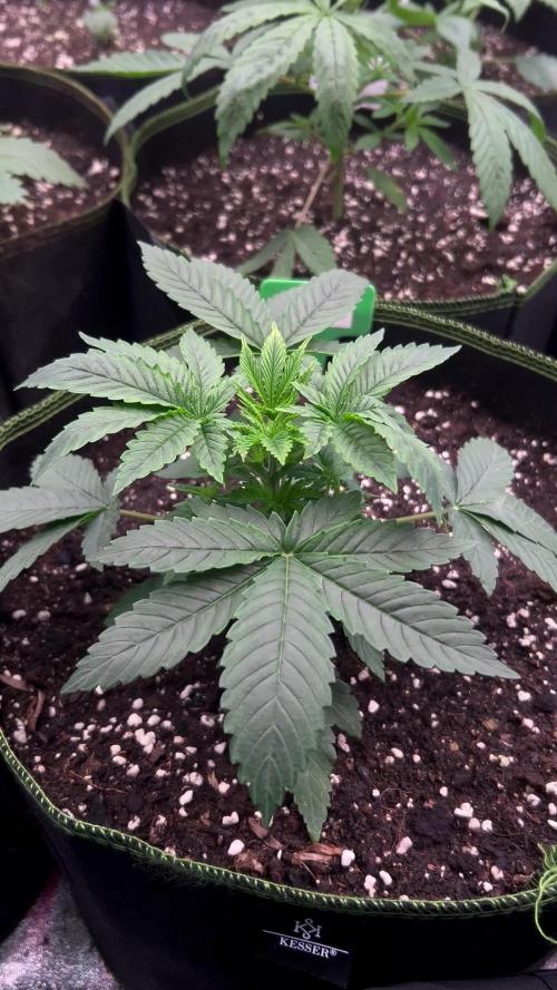 Forbidos by OrganicBuds030