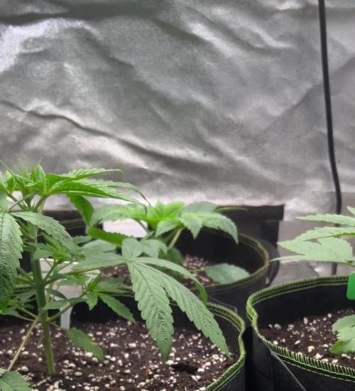 Jelly Breath S1 by OrganicBuds030