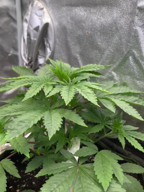 Jelly Breath S1 by OrganicBuds030