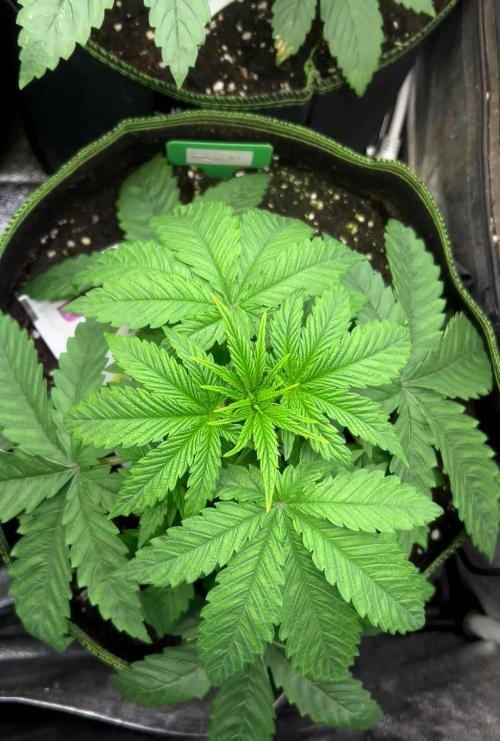 Forbidos by OrganicBuds030