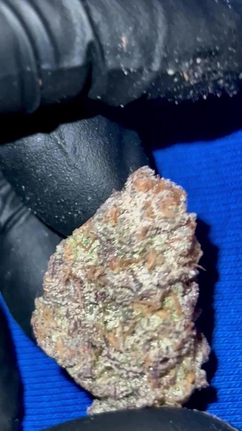 Bananacane (Bluenana x Slurricane #23)