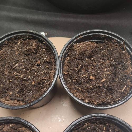 Zamnesia strains!. Week 0