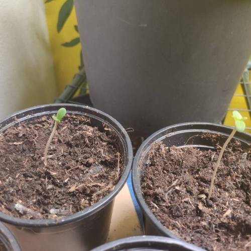 Zamnesia strains!. Week 1