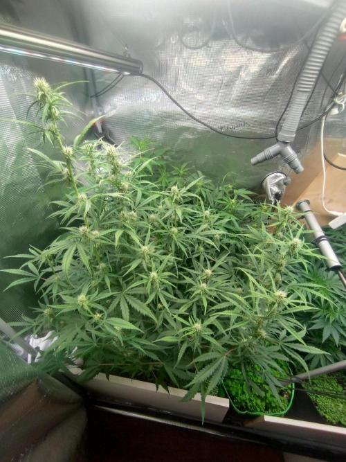 Appel Blossom. Week 5