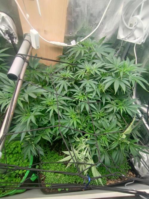 Appel Blossom. Week 5 - Schön in der vegi, hab sie getoppt und mir Netz breit gefächert.