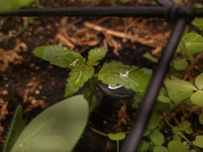 FrostBanger Auto. Week 0