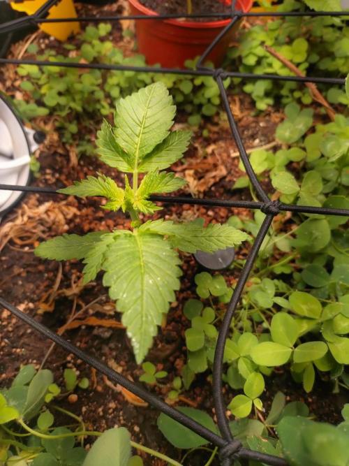 FrostBanger Auto. Week 0