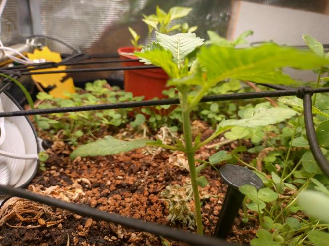 FrostBanger Auto. Week 0