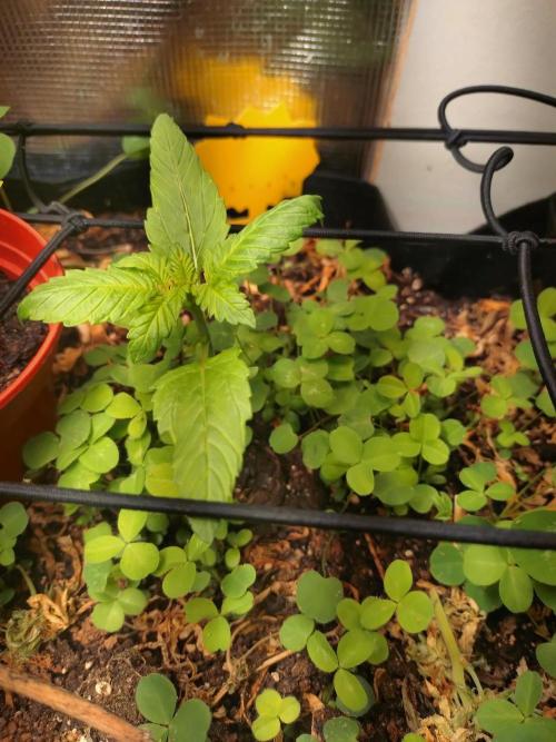 FrostBanger Auto. Week 0