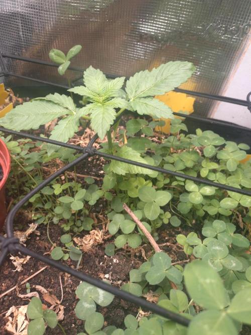 FrostBanger Auto. Week 0