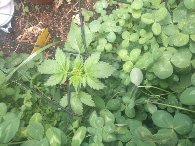 FrostBanger Auto. Week 0