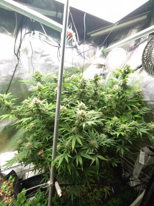 Appel Blossom. Week 20