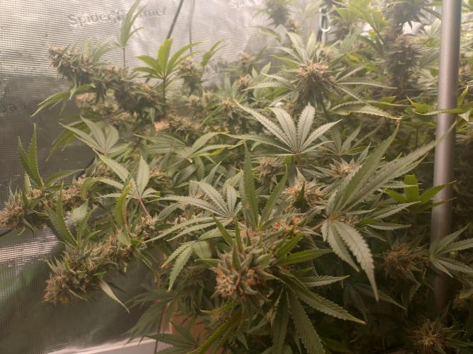 Appel Blossom. Week 20