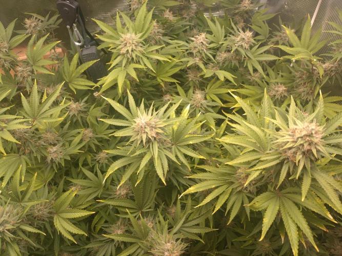 Appel Blossom. Week 20