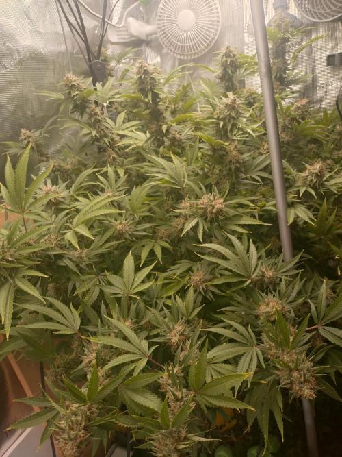 Appel Blossom. Week 20