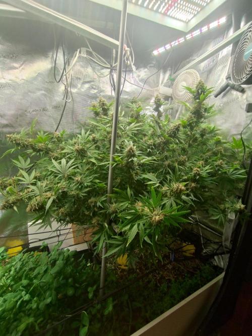 Appel Blossom. Week 20