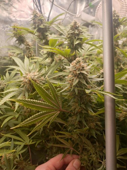 Appel Blossom. Week 21