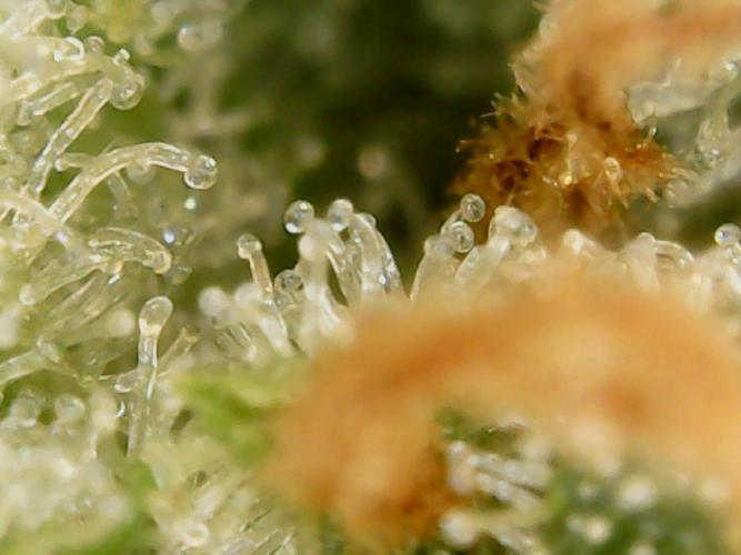 Appel Blossom. Week 21