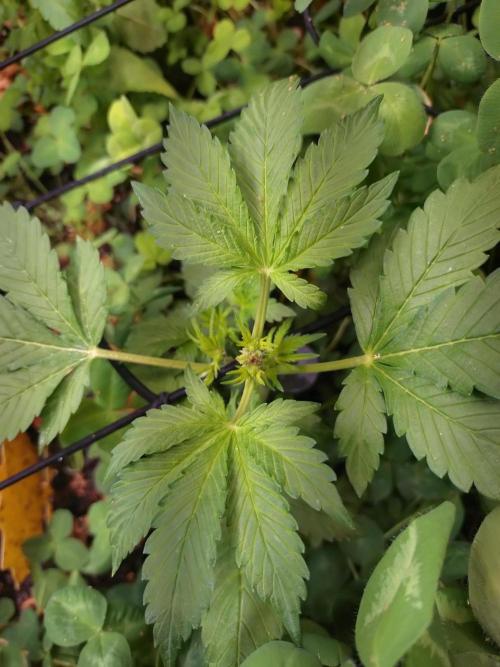 FrostBanger Auto. Week 2