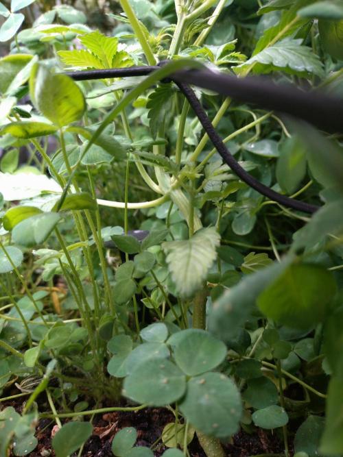 FrostBanger Auto. Week 2