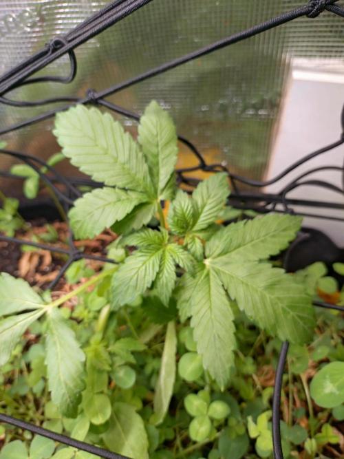 FrostBanger Auto. Week 2