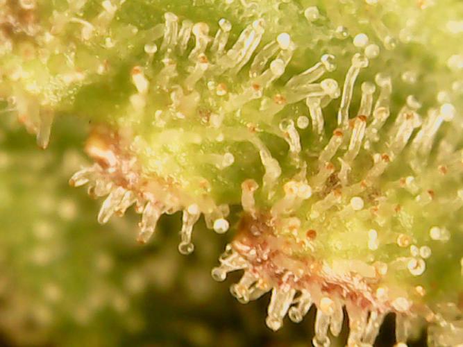 Appel Blossom. Week 22