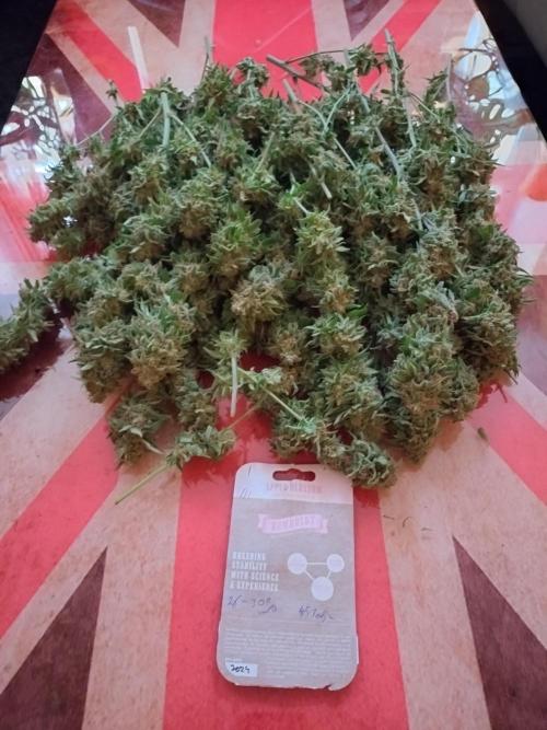 Appel Blossom. Week 22