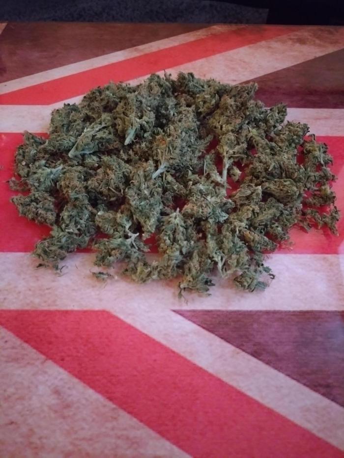 Bonzei versuch Auto Critical Soma. Week 17