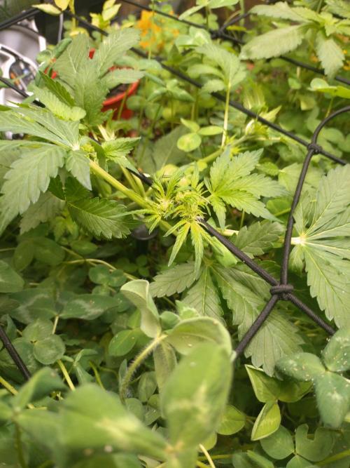 FrostBanger Auto. Week 3