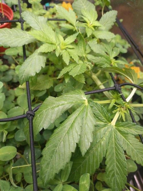 FrostBanger Auto. Week 3