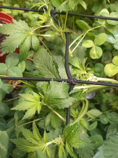 FrostBanger Auto. Week 3