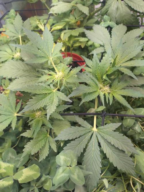 FrostBanger Auto. Week 4