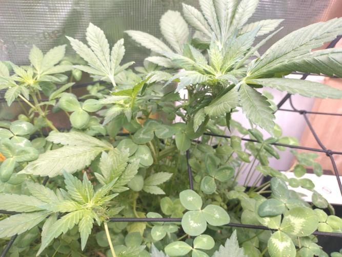 FrostBanger Auto. Week 5