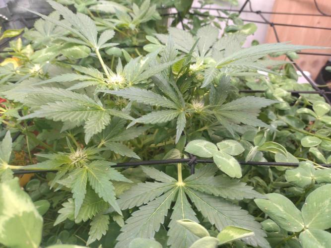 FrostBanger Auto. Week 5