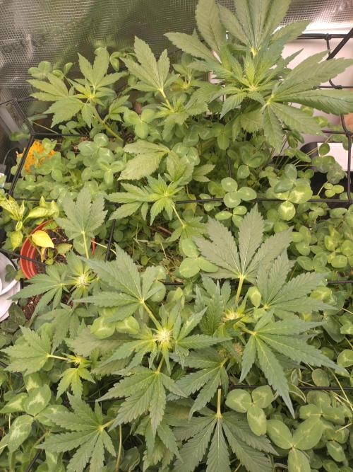 FrostBanger Auto. Week 5