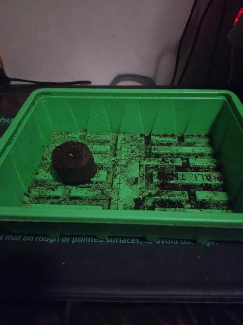 Lemon Mandarin. Week 0 - Auf die Währe Matte  bei 26grad