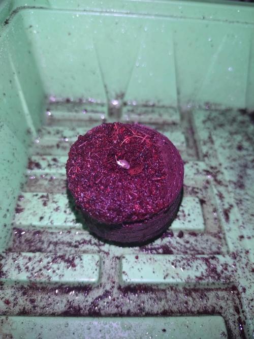 Lemon Mandarin. Week 0 - Und in den Quelltopf eingestellt.