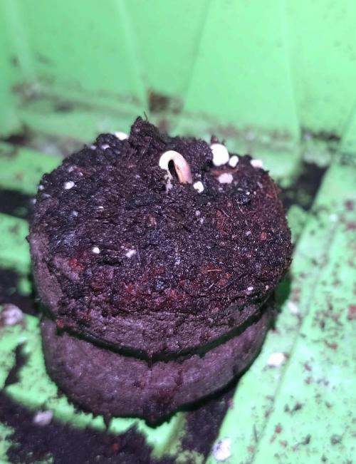 Lemon Mandarin. Week 0 - Alles gut gelaufen 🌱✌️👌